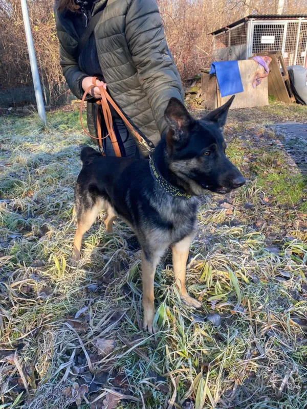 Znaleziono psa, Żywiec, 21 grudnia 2024 (3/5)