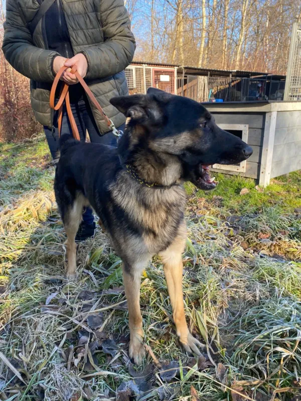 Znaleziono psa, Żywiec, 21 grudnia 2024 (4/5)