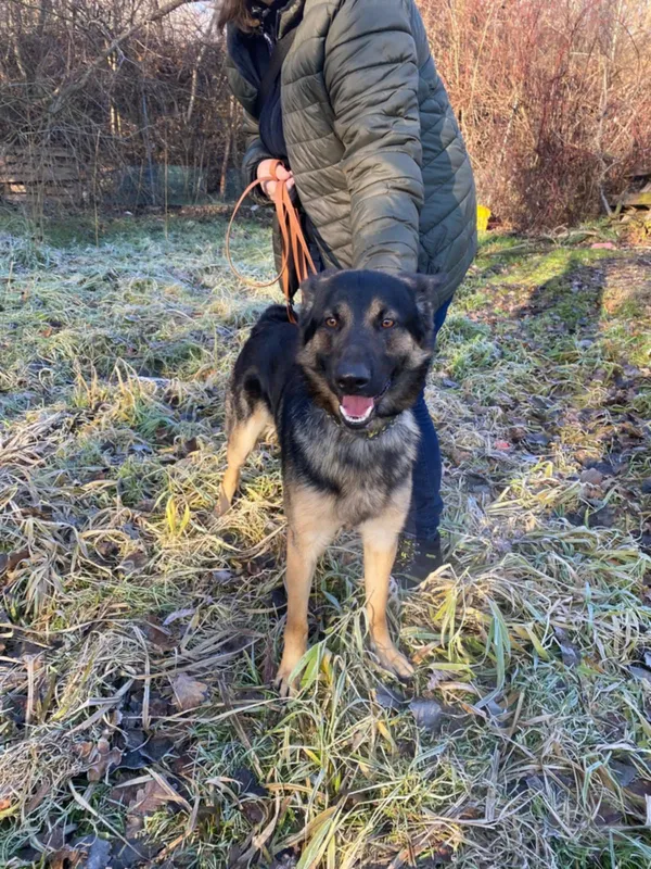 Znaleziono psa, Żywiec, 21 grudnia 2024 (5/5)