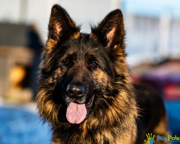 Znaleziono psa, Racławice, 14 grudnia 2024 (1/5)