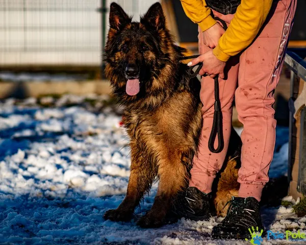 Znaleziono psa, Racławice, 14 grudnia 2024 (3/5)