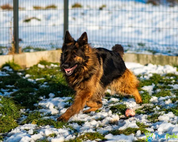 Znaleziono psa, Racławice, 14 grudnia 2024 (4/5)