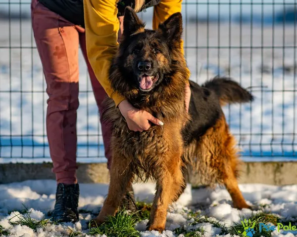 Znaleziono psa, Racławice, 14 grudnia 2024 (5/5)