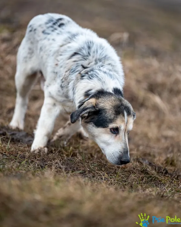 Znaleziono psa, Racławice, 12 grudnia 2024 (2/5)