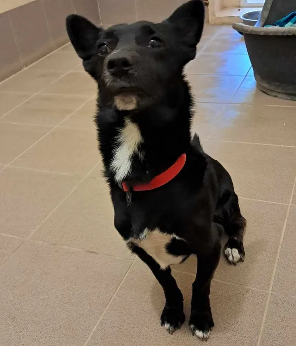 Pies do adopcji, Olsztyn, 20 sierpnia 2024 (4/5)