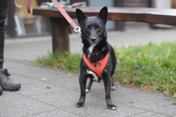 Pies do adopcji, Olsztyn, 20 sierpnia 2024 (5/5)