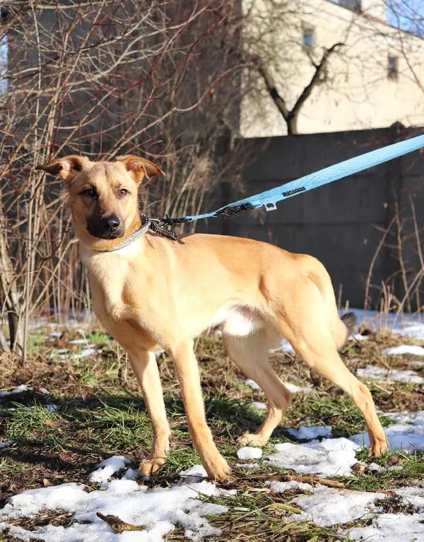 Znaleziono psa, Łódź, 19 grudnia 2024 (4/5)