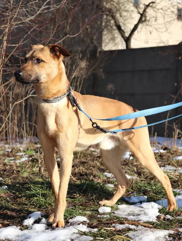 Znaleziono psa, Łódź, 19 grudnia 2024 (5/5)