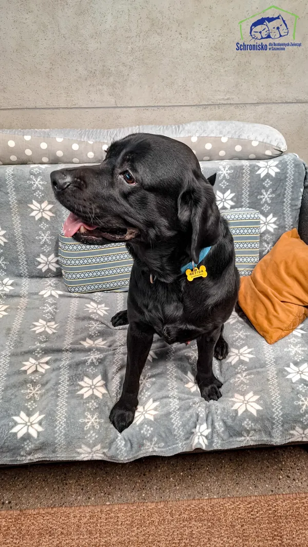 Pies do adopcji, Szczecin, 20 grudnia 2024 (1/3)