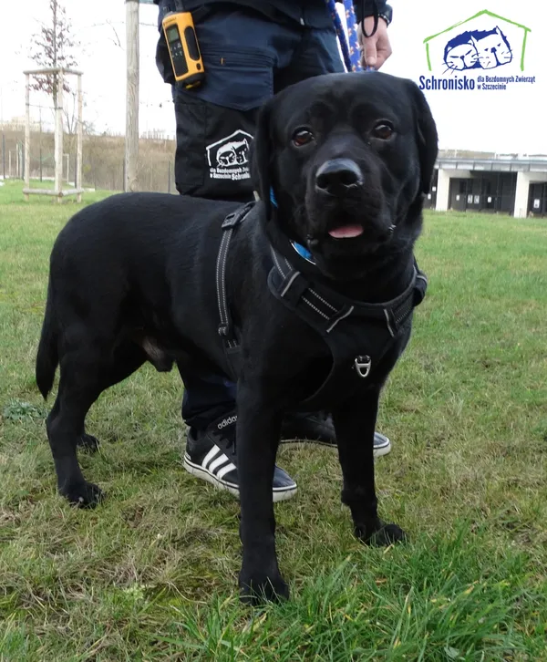 Pies do adopcji, Szczecin, 20 grudnia 2024 (3/3)