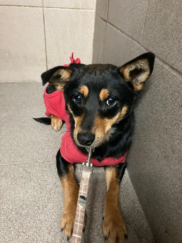 Pies do adopcji, Zgierz, 3 stycznia 2025 (4/5)