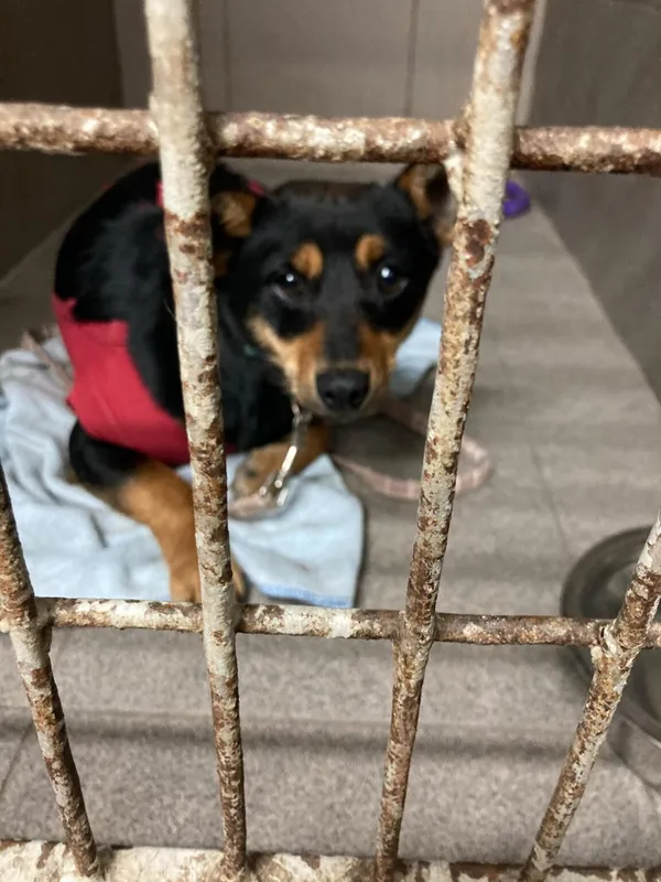 Pies do adopcji, Zgierz, 3 stycznia 2025 (5/5)