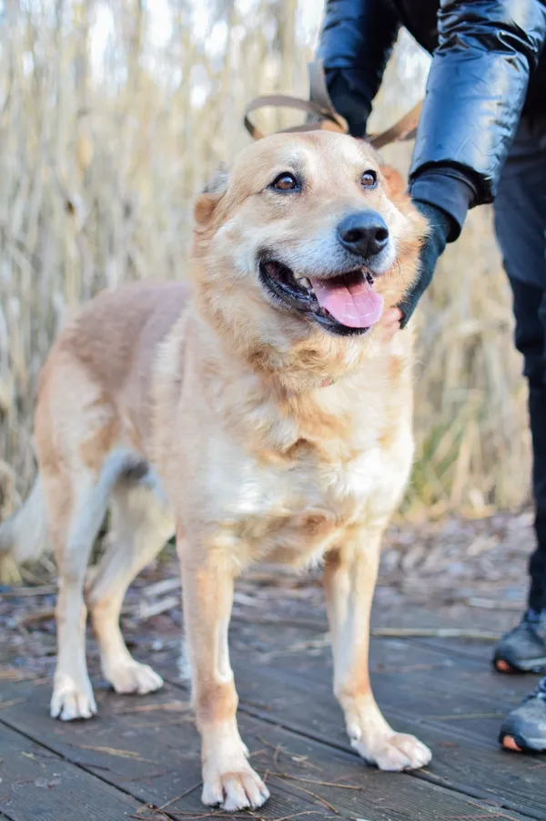 Znaleziono psa, Sosnowiec, 5 grudnia 2024 (3/5)