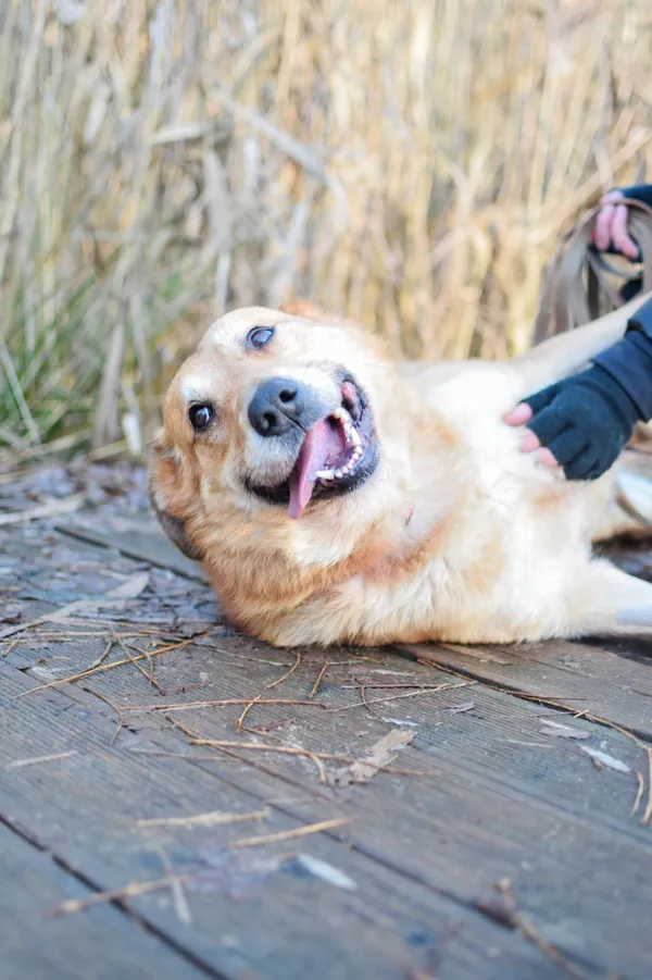 Znaleziono psa, Sosnowiec, 5 grudnia 2024 (5/5)