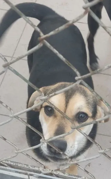 Znaleziono psa, Radom, 19 grudnia 2024