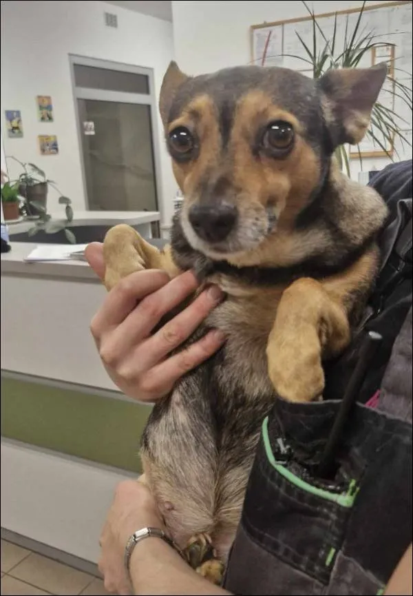 Znaleziono psa, Grudziądz, 23 grudnia 2024