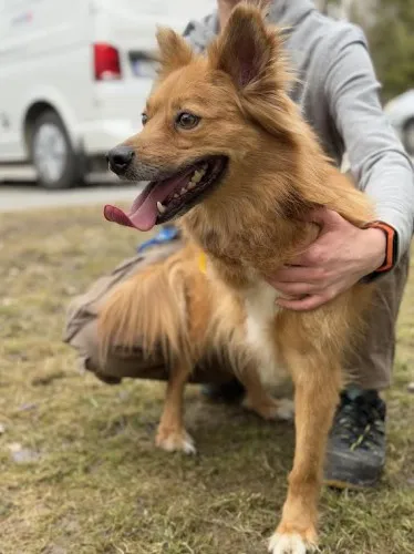 Pies do adopcji, Kraków, 9 grudnia 2024 (3/4)