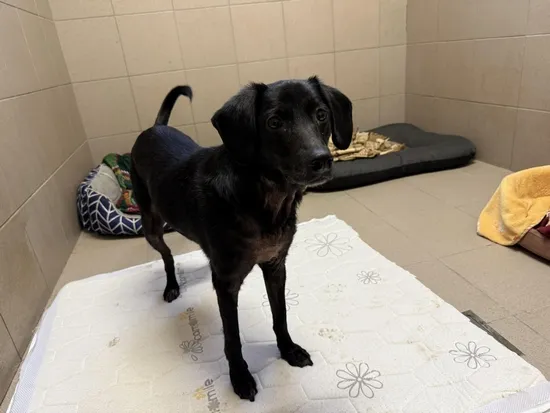 Pies do adopcji, Kraków, 9 grudnia 2024