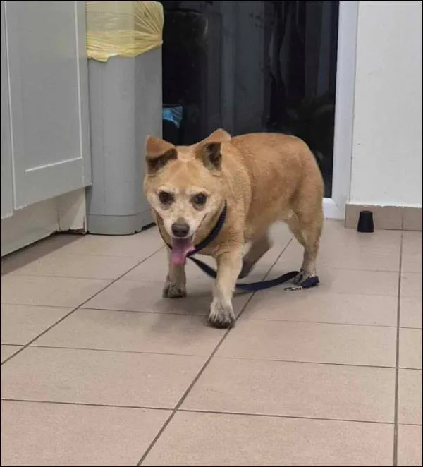 Znaleziono psa, Grudziądz, 23 grudnia 2024