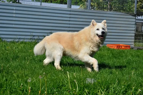 Znaleziono psa, Lublin, 20 grudnia 2024