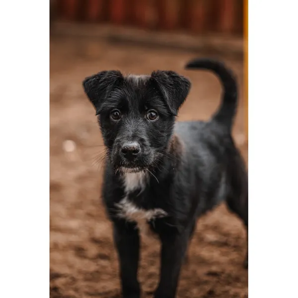 Znaleziono psa, Białystok, 8 grudnia 2024 (1/5)