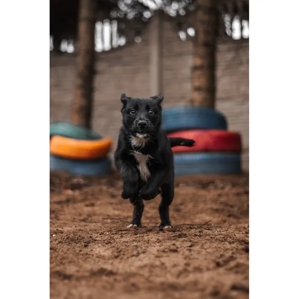 Znaleziono psa, Białystok, 8 grudnia 2024 (2/5)