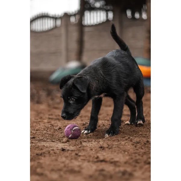 Znaleziono psa, Białystok, 8 grudnia 2024 (3/5)