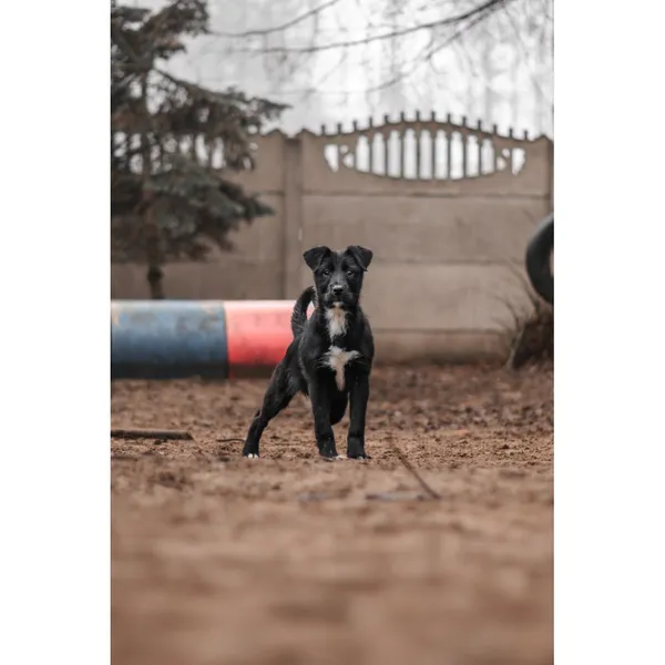 Znaleziono psa, Białystok, 8 grudnia 2024 (4/5)