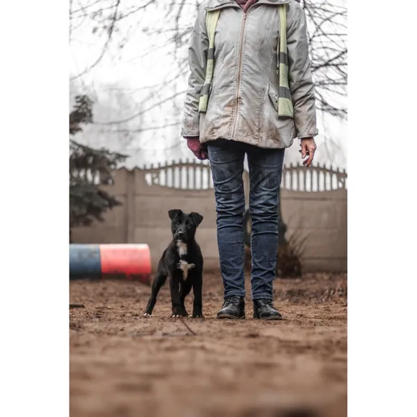 Znaleziono psa, Białystok, 8 grudnia 2024 (5/5)