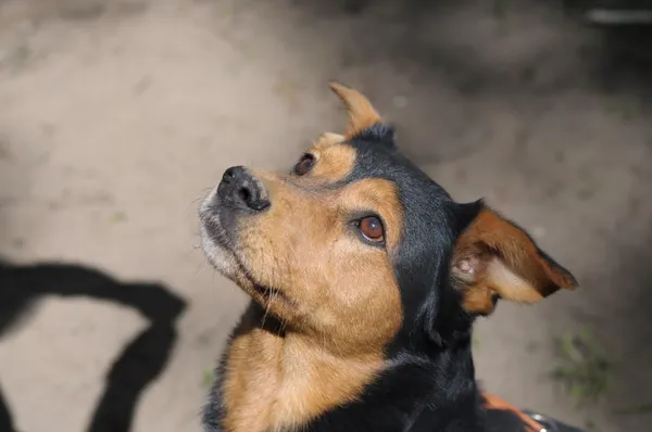 Pies do adopcji, Olsztyn, 28 marca 2024 (1/5)