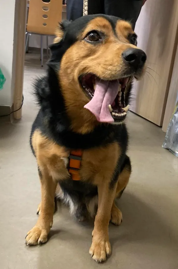 Pies do adopcji, Olsztyn, 28 marca 2024 (2/5)