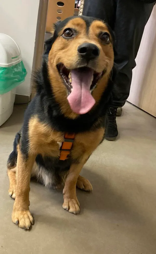 Pies do adopcji, Olsztyn, 28 marca 2024 (3/5)