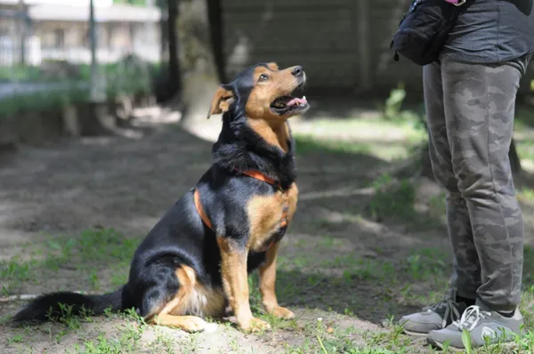 Pies do adopcji, Olsztyn, 28 marca 2024 (5/5)