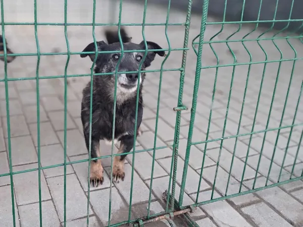 Pies do adopcji, Tatary, 18 sierpnia 2020 (3/3)