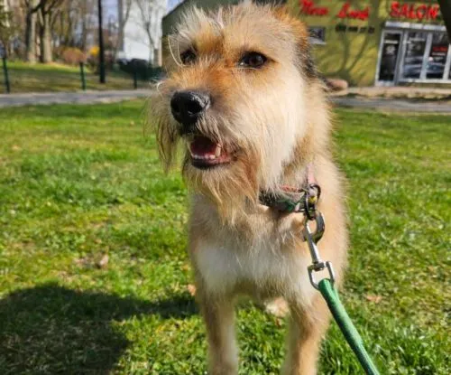 Pies do adopcji, Głowno, 25 listopada 2024 (2/5)