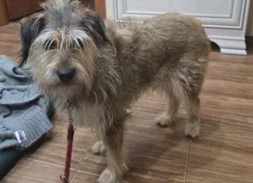 Pies do adopcji, Głowno, 25 listopada 2024 (4/5)