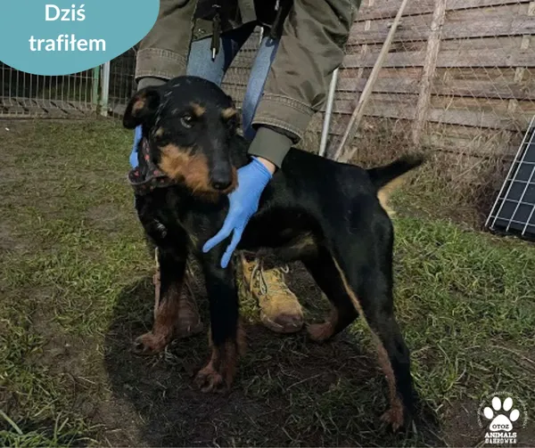 Znaleziono psa, Dąbrówka, 24 grudnia 2024