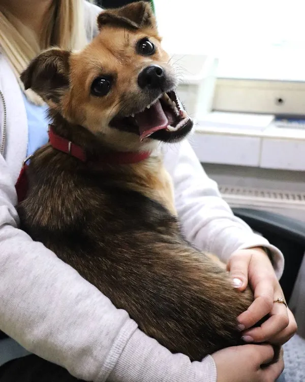 Znaleziono psa, Łódź, 25 grudnia 2024 (1/5)