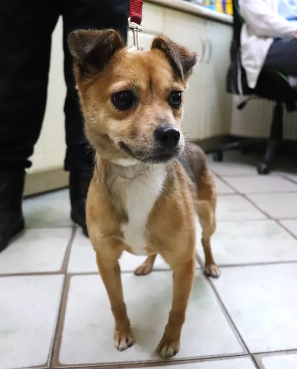 Znaleziono psa, Łódź, 25 grudnia 2024 (5/5)