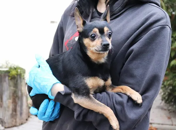 Znaleziono psa, Łódź, 25 grudnia 2024 (2/2)