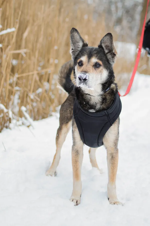 Znaleziono psa, Sosnowiec, 22 grudnia 2024 (2/5)