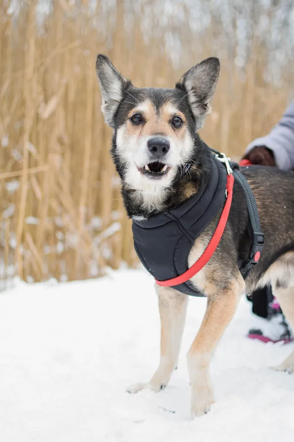 Znaleziono psa, Sosnowiec, 22 grudnia 2024 (5/5)