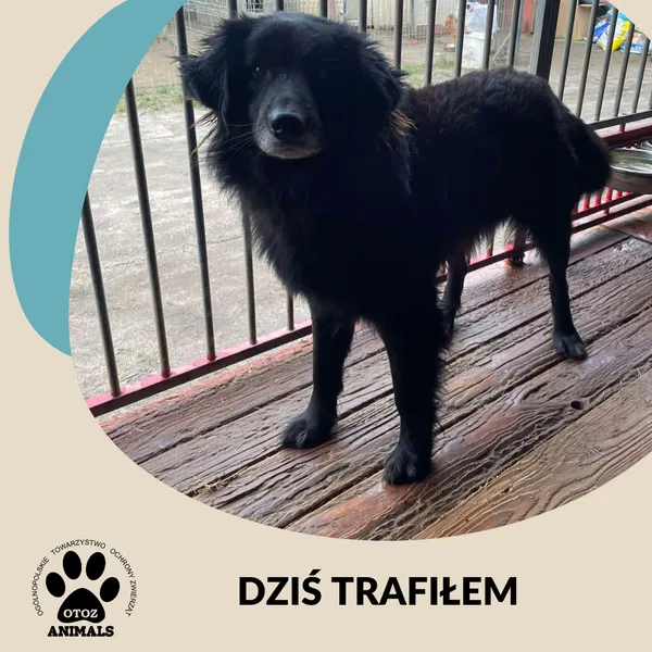 Znaleziono psa, Dąbrówka, 23 grudnia 2024