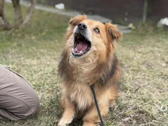 Pies do adopcji, Kraków, 11 grudnia 2024 (2/5)