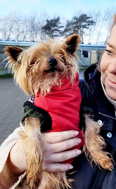 Pies do adopcji, Piła, 31 października 2024