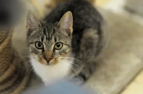 Kot do adopcji, Olsztyn, 12 lipca 2024 (2/3)