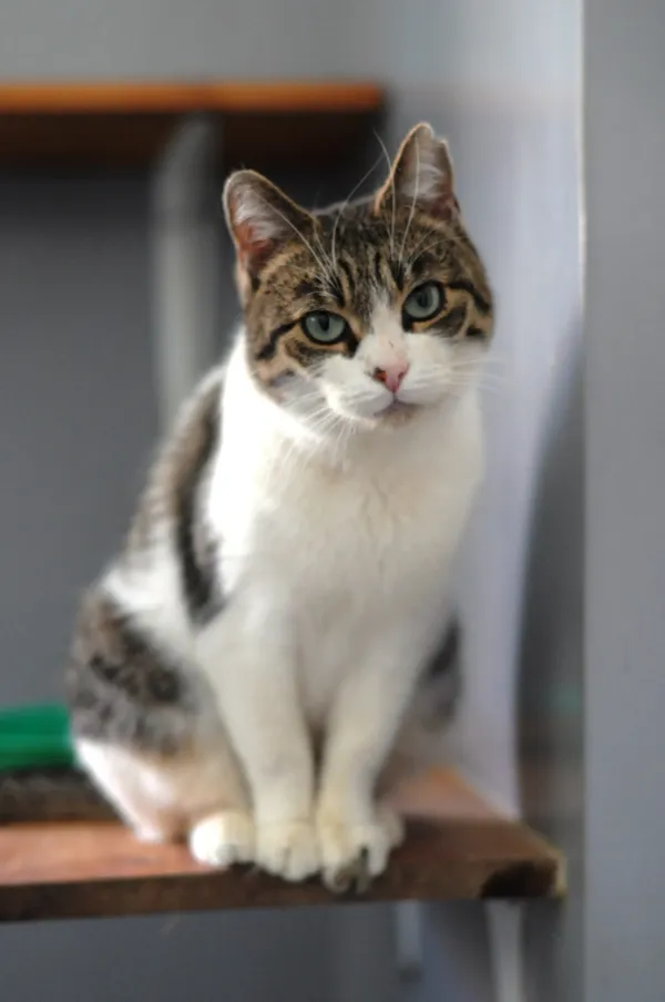 Kot do adopcji, Olsztyn, 27 stycznia 2024 (2/3)