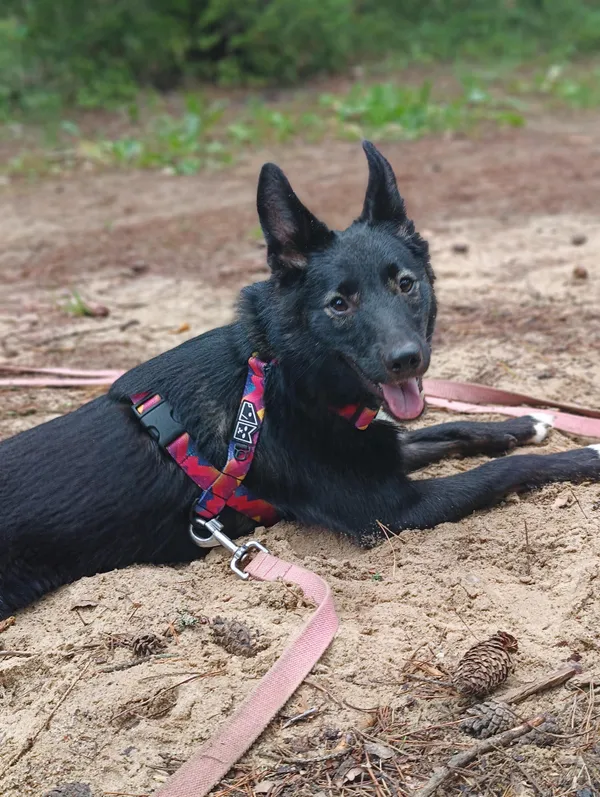 Pies do adopcji, Olsztyn, 8 lipca 2024 (1/5)