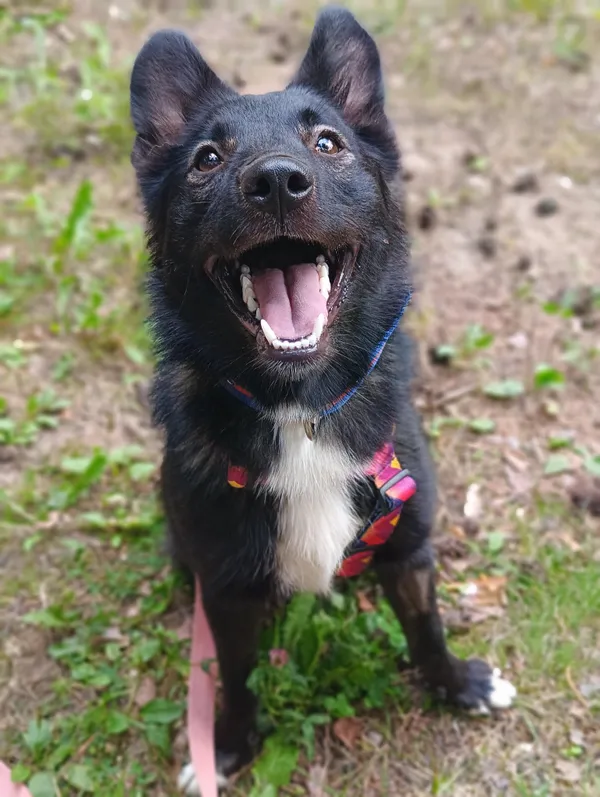 Pies do adopcji, Olsztyn, 8 lipca 2024 (2/5)