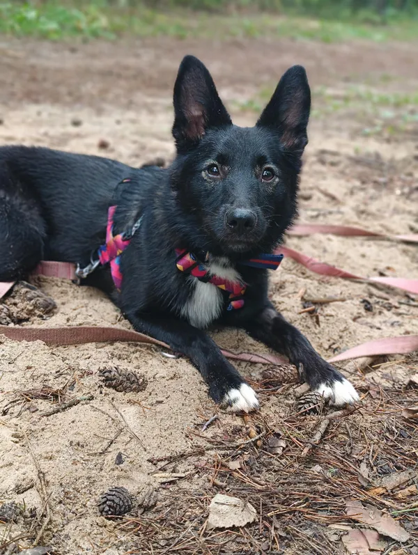 Pies do adopcji, Olsztyn, 8 lipca 2024 (3/5)